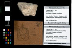 Foto (Objekt + Etikett) von Cracensigillatus acutirostris (Moericke, 1889)  (NHMW-GEO-1990-0041-4819)